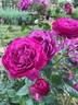 Wild Blue Yonder ™ rose photo