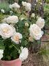 Easy Spirit ™ rose photo