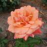 Mojave rose photo