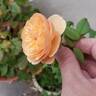 Flavorette™ Honey-Apricot rose photo