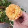 Flavorette™ Honey-Apricot rose photo