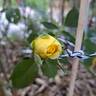 Urban Streetlight Sunmaid rose photo