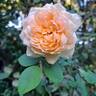 Bathsheba rose photo