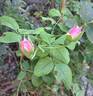 Pear™ rose photo