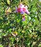 Peace and Love rose photo