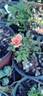Bojangles rose photo