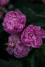 Sidonie rose photo