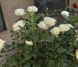 White Licorice™ rose photo