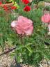 Johnny Becnel rose photo