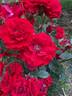Showbiz rose photo