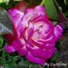 My Caroline rose photo
