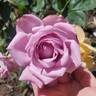 Moonlight Magic rose photo