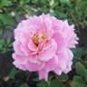 True Compassion rose photo