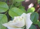 Anggun rose photo