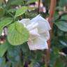 Anggun rose photo