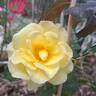 Urban Streetlight Sunmaid rose photo