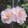 Pear™ rose photo