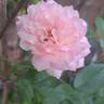 Catherine Meurisse rose photo