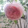 Meine Rose rose photo