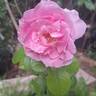 Alexandra David Neel rose photo