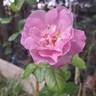 Alexandra David Neel rose photo