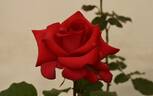 Let Freedom Ring ™ rose photo