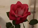 Anis Perfumella rose photo