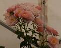 Dora Anderson rose photo