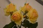 Queen Bee rose photo