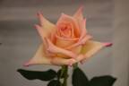 RBG rose photo