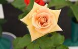 Nancy Jean ™ rose photo
