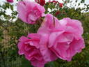 The McCartney Rose ™ rose photo
