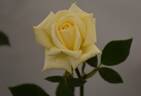 Luis Desamero rose photo