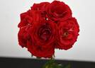 Daily Post rose photo