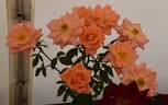 Cider Cup rose photo