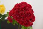 Chevy Chase rose photo