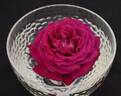 Royal Parfuma rose photo