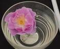 Lucky rose photo