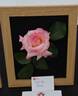 Ray the Rose rose photo