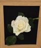 Racy Lady rose photo