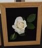 Silver Anniversary ™ rose photo