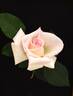 Leading Lady ™ rose photo