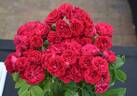 Chevy Chase rose photo