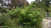 Commandant Beaurepaire rose photo