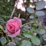 The Faun rose photo