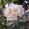 Anggun rose photo