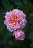 Romantic Antike Freelander rose photo