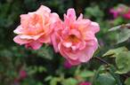 Clementina Carbonieri rose photo