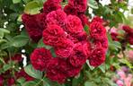 Chevy Chase rose photo