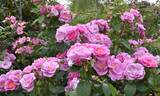 Lucky rose photo